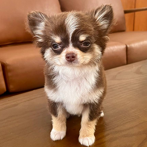 Chó Chihuahua lông dài màu nâu socola, dáng nhỏ gọn