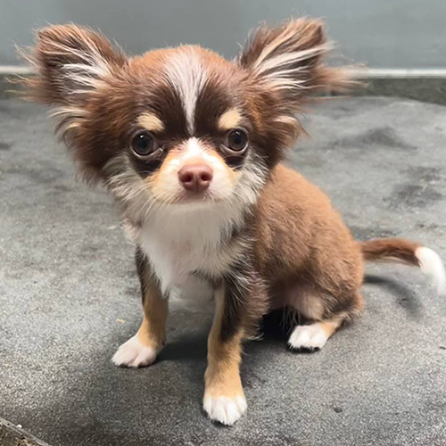Chó Chihuahua lông dài màu nâu trắng, ngoại hình nhỏ gọn