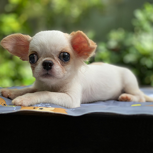 Chó Chihuahua lông ngắn màu trắng, tai dựng và mắt to