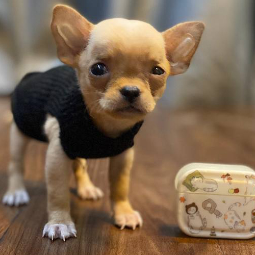 Chó Chihuahua mặc áo giữ ấm khi trời lạnh