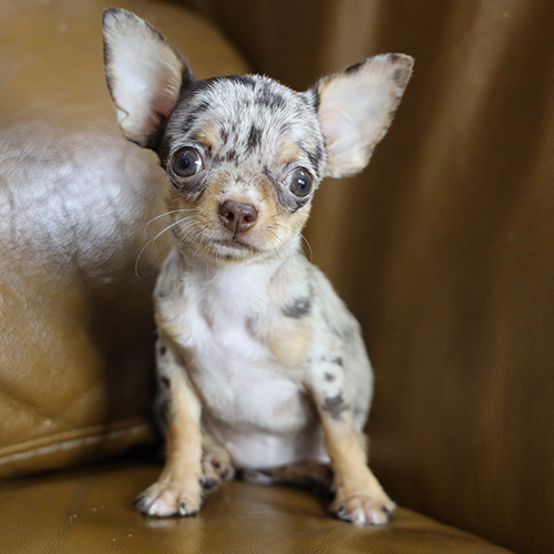 Chó Chihuahua màu merle dáng mini, nhỏ gọn và lanh lợi