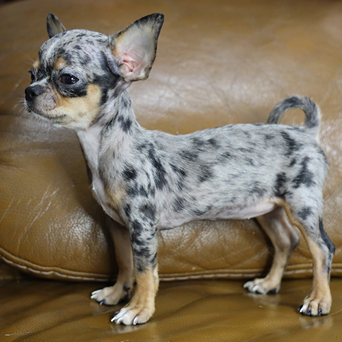 Chó Chihuahua màu merle, form cân đối và tai dựng