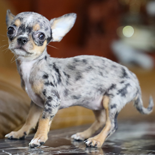 Chó Chihuahua màu merle, form rõ và dáng nhỏ gọn