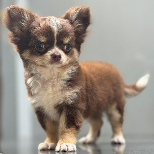 Chó Chihuahua màu nâu trắng, dáng nhỏ gọn và lông dày
