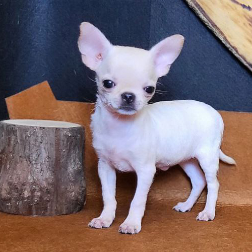 Chó Chihuahua màu trắng dáng nhỏ gọn