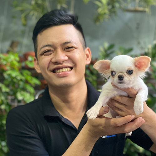 Bé Chihuahua màu trắng được bế trên tay khi tư vấn chọn bé