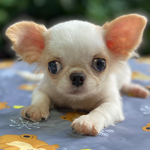 Chó Chihuahua trắng mắt to, tai dựng và đầu tròn