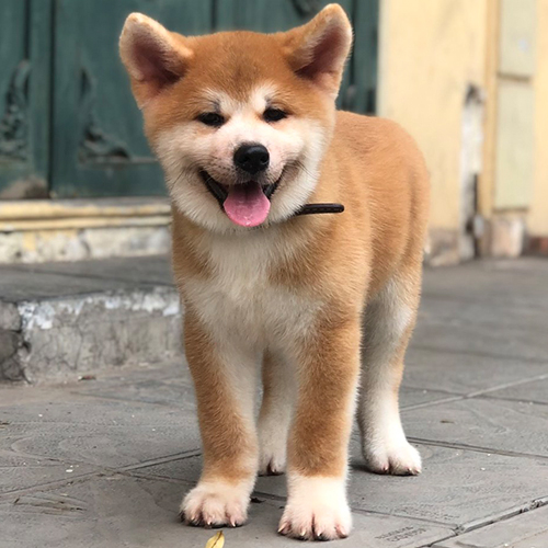 Chó Akita Inu con màu đỏ trắng đứng trên nền gạch