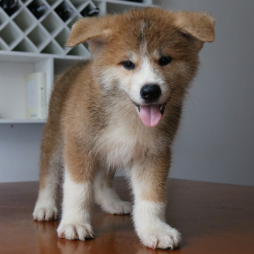 Chó Akita con màu đỏ trắng đứng trên mặt bàn