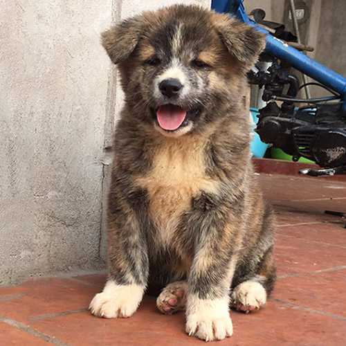 Chó Akita con màu vện ngồi trên nền gạch