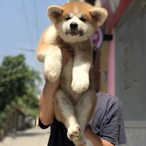 Chó Akita Inu con màu đỏ trắng được người chăm sóc bế ngoài trời