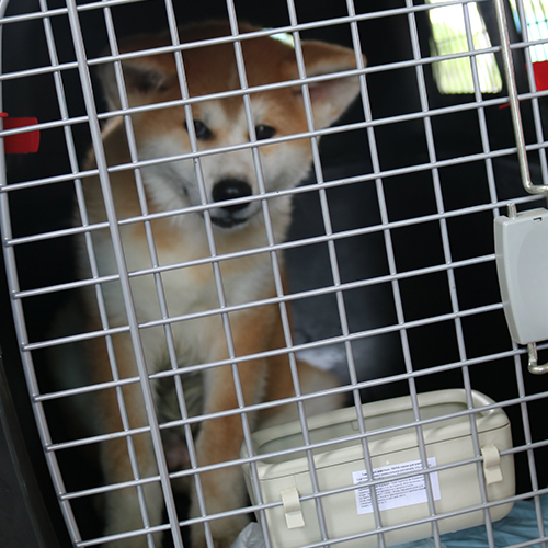 Chó Akita đực 4 tháng đứng trong lồng vận chuyển