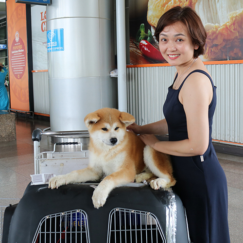 Chó Akita Inu màu đỏ trắng nằm trên lồng vận chuyển cạnh người chăm sóc