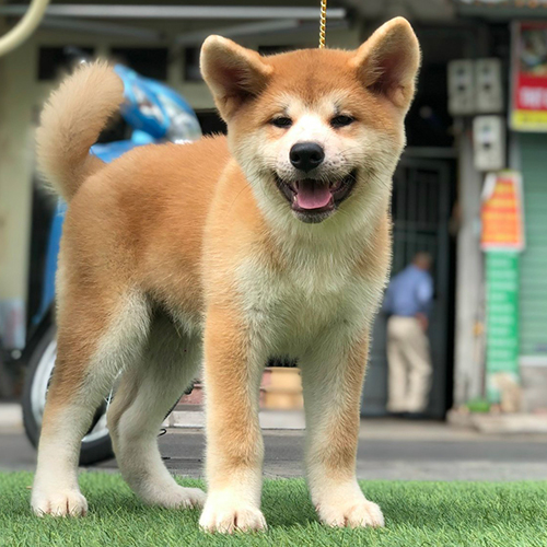 Chó Akita Inu con màu đỏ trắng, tai dựng và đuôi cuộn