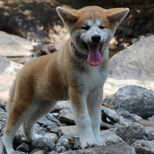 Chó Akita Inu con màu đỏ trắng đứng trên nền đá ngoài trời