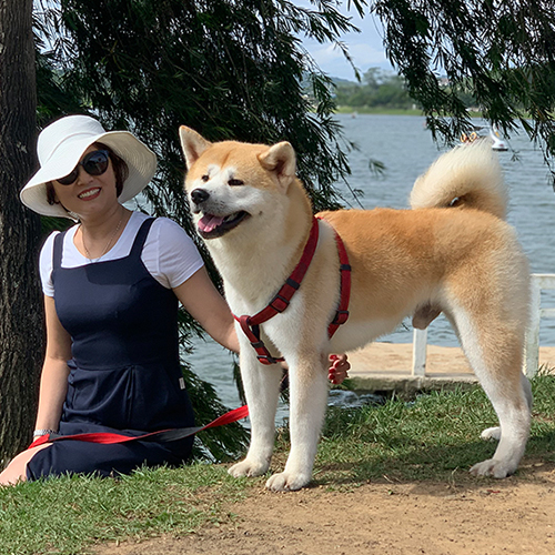 Chó Akita Inu trưởng thành màu đỏ trắng, tai dựng và đuôi cuộn