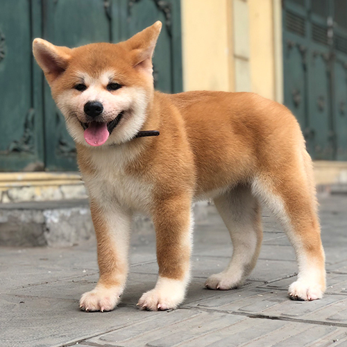 Chó Akita Inu Nhật con màu đỏ trắng đứng trên nền gạch