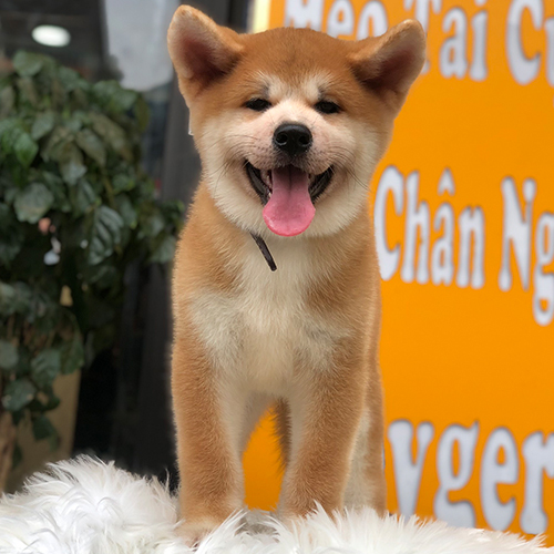 Chó Akita Inu Nhật con màu đỏ trắng, tai dựng và mặt gọn