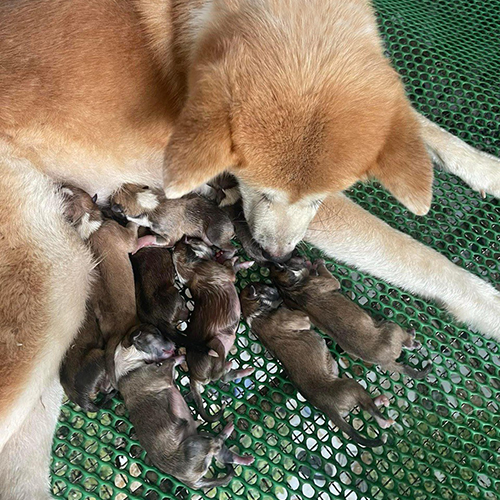 Chó Akita mẹ nằm cạnh đàn chó con mới sinh