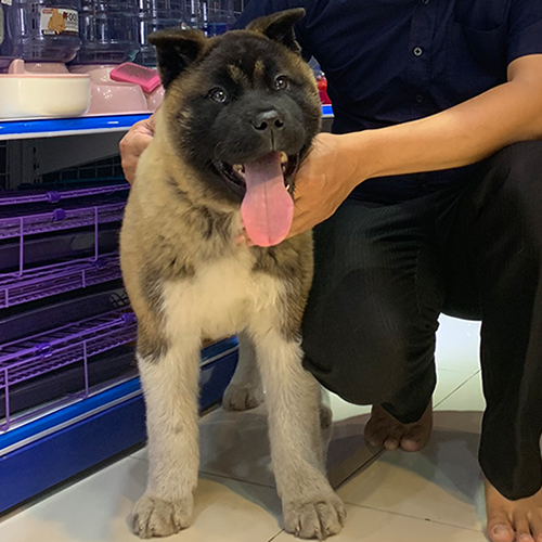 Chó Akita Mỹ con màu vàng đen, đầu rộng và chân to