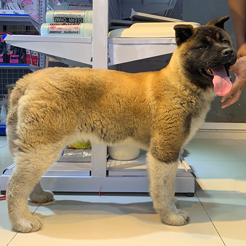 Chó Akita Mỹ con màu vàng đen, đầu rộng và khung xương lớn