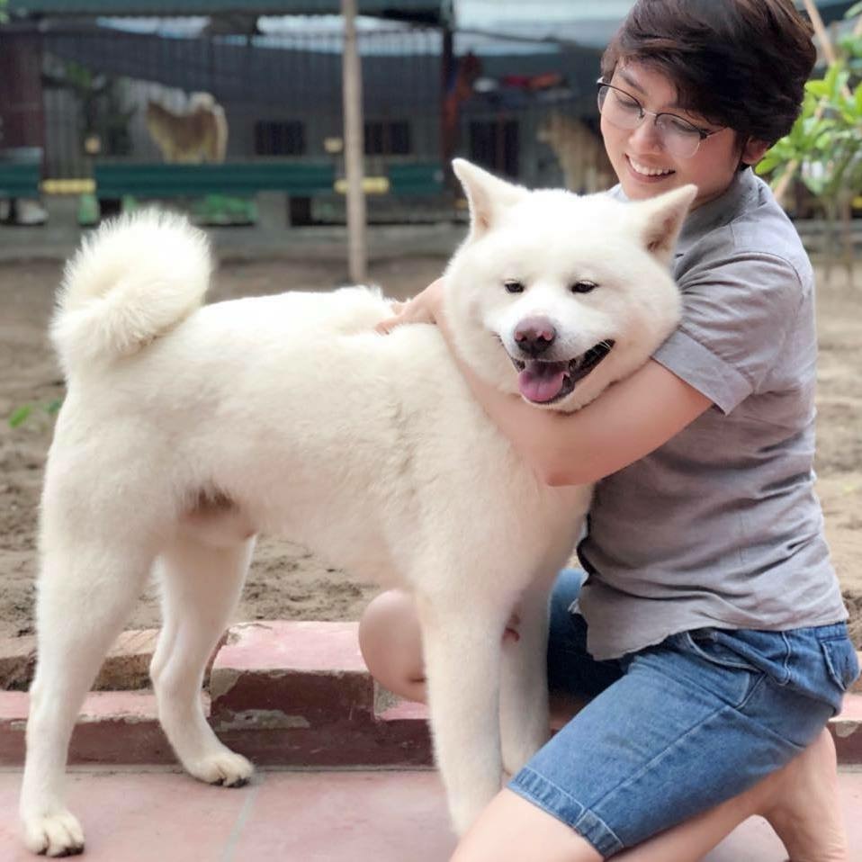 Chó Akita Inu trắng trưởng thành đứng cạnh người chăm sóc