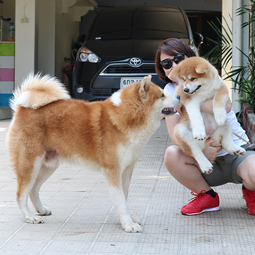 Chó Akita trưởng thành đứng cạnh chó Akita con được bế trên tay