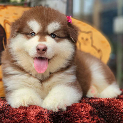 Chó Alaska nâu đỏ lông dày, mặt hiền dễ thương