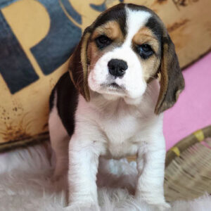 Chó Beagle con màu tam thể, tai cụp dài và gương mặt hiền lành
