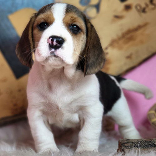 Chó Beagle con màu tam thể, tai cụp dài và gương mặt hiền lành