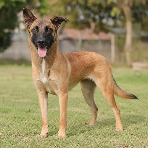 Chó Béc Bỉ lai ngoại hình giống Malinois đứng trên bãi cỏ