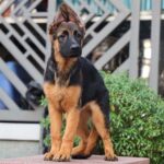 Chó Becgie Đức con màu đen vàng dáng đứng khỏe tại Chạm Pets