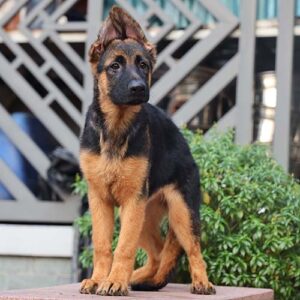 Chó Becgie Đức con màu đen vàng dáng đứng khỏe tại Chạm Pets