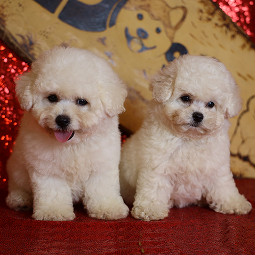 Hai bé chó Bichon Frise con màu trắng ngồi trên thảm đỏ