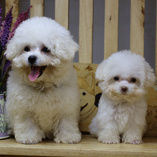 Chó Bichon Frise và Poodle Teacup màu trắng đứng cạnh nhau
