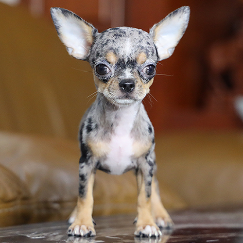 Chó Chihuahua lông ngắn nhỏ gọn, tai dựng và dáng lanh lợi