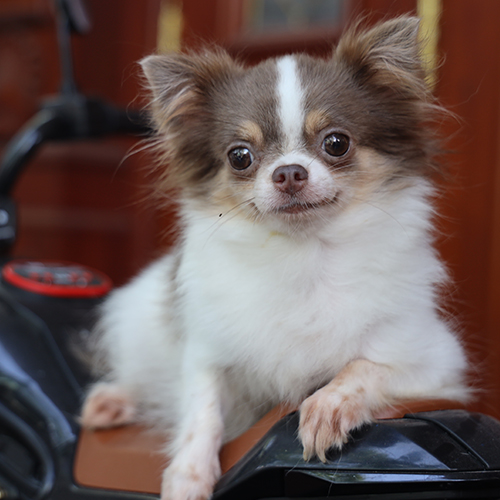 Chó Chihuahua mini lông dài trưởng thành màu nâu trắng