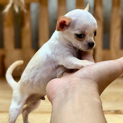 Chó Chihuahua mini màu merle đứng thẳng, thân hình nhỏ gọn