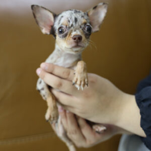 Chó Chihuahua mini lông ngắn màu merle được bế trên tay