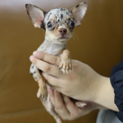 Chó Chihuahua mini lông ngắn màu merle được bế trên tay