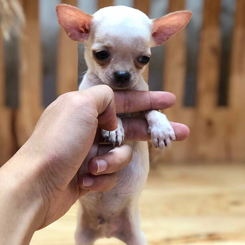 Chó Chihuahua rất nhỏ được giữ trên tay, thân hình mảnh và tai lớn