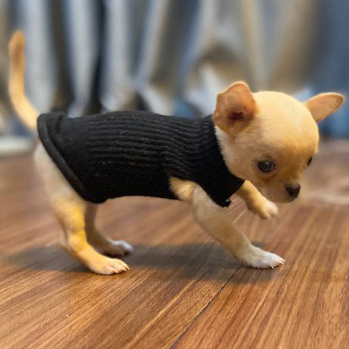 Chó Chihuahua màu vàng kem mặc áo đen, đang bước đi trên sàn gỗ