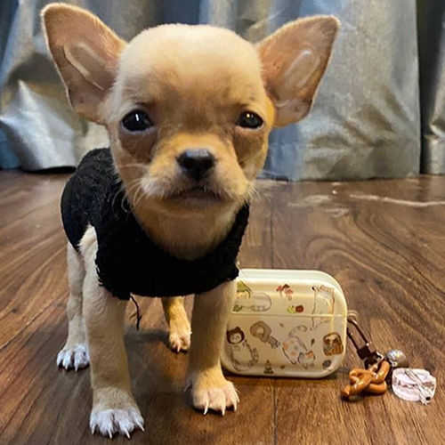 Chó Chihuahua màu vàng kem có thân hình rất nhỏ đứng cạnh móc khóa