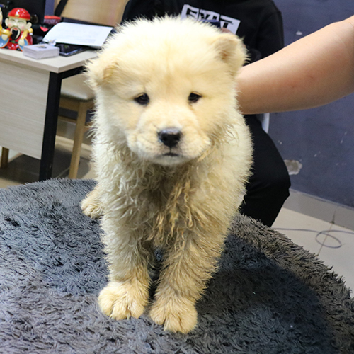 Chó Chow Chow con cần kiểm tra sức khỏe và tình trạng lông trước khi mua