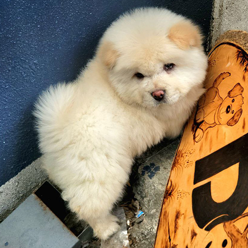 Chó Chow Chow mini màu vàng kem dáng nhỏ gọn