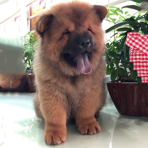 Chó Chow Chow màu nâu đỏ, lông dày ngồi trong nhà