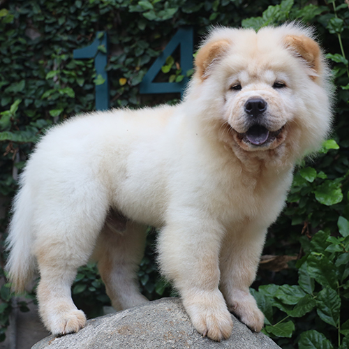 Chó Chow Chow vàng 4 tháng tuổi đứng ngoài trời