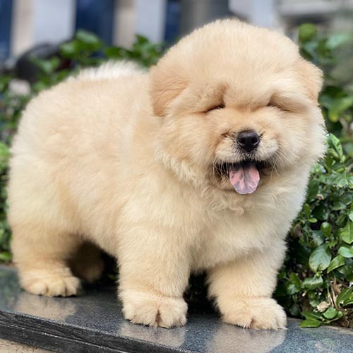 Chó Chow Chow vàng kem 2 tháng tuổi đực đứng ngoài trời
