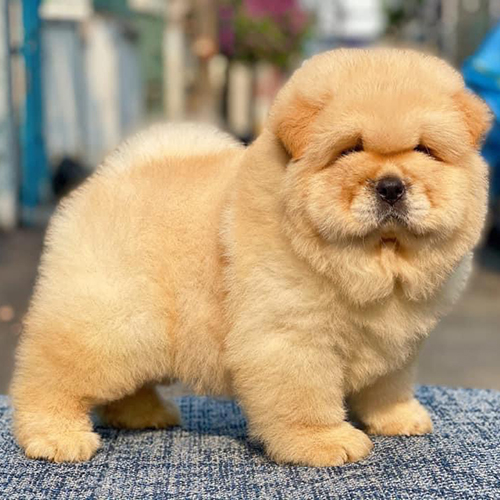 Chó Chow Chow vàng kem form mặt tròn, lông dày