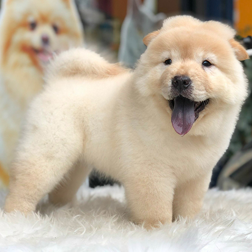 Chó Chow Chow con màu vàng kem, lưỡi xanh đen đứng trên thảm trắng